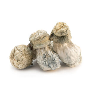 Albino Penis Envy Shrooms