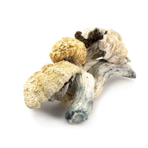 Amazonian Cubensis Magic Mushrooms