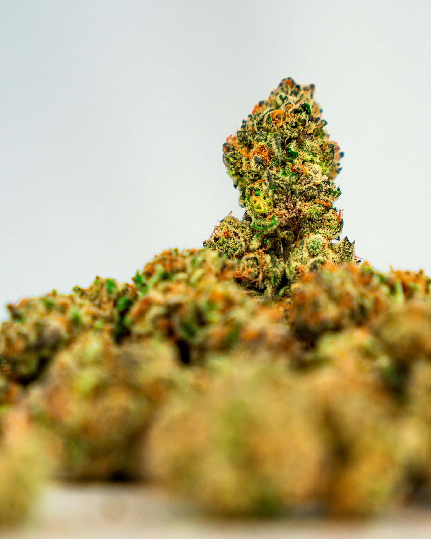 Breaking Down the Differences Between Sativa, Indica, and Hybrid